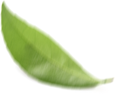 Homeopatie Vsetín - Lístek